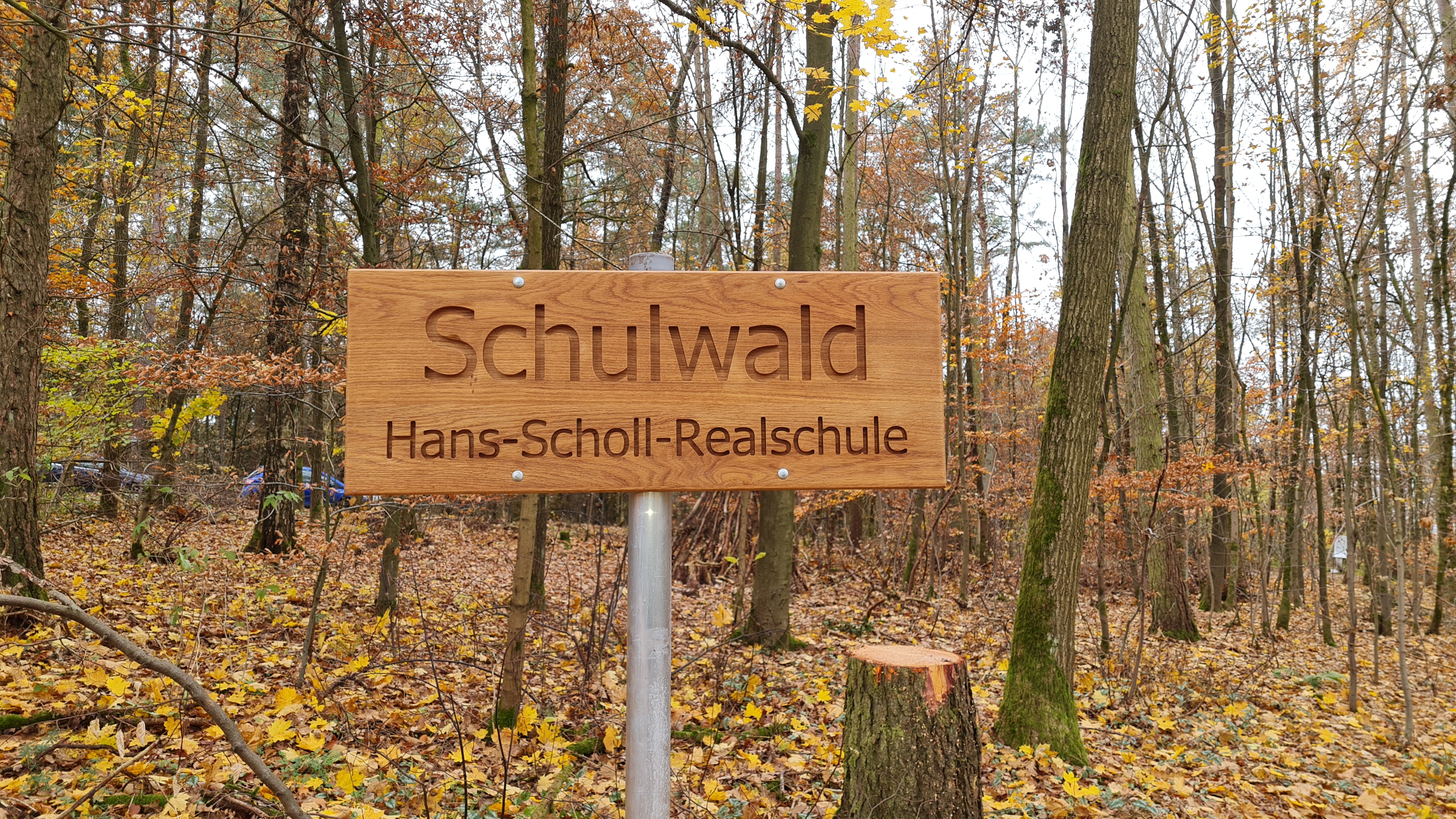 Schulwald 1